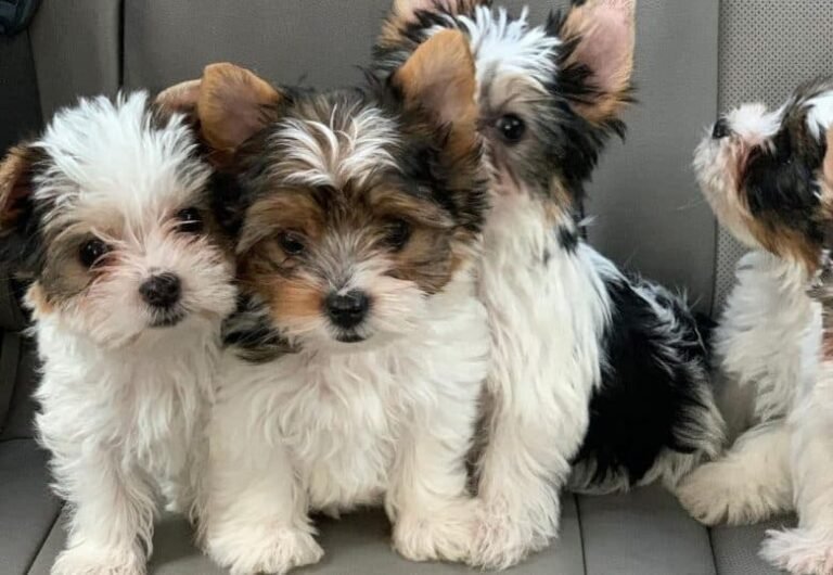 A Deep Dive into Teacup Yorkies for Sale: Everything You Need to Know About This Charming Breed