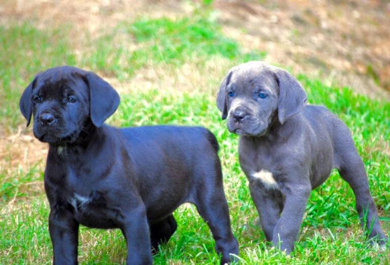 Everything You Should Know Before Buying Cane Corso Puppies for Sale