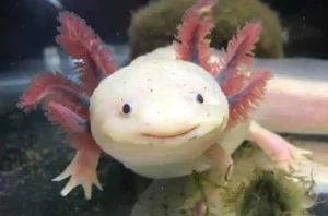 Dive into the Captivating World of GFP Axolotls: A Must-Read for Fans