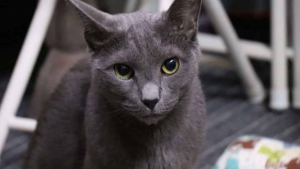 9 Common Mistakes That Could Be Affecting Your Russian Blue Cat Adoption