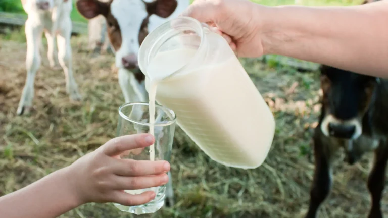 A2 Milk in Dubai: Understanding Its Nutritional Advantages