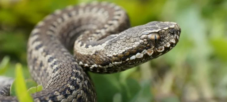 Snakes in Spain: Understanding Their Role in the Ecosystem