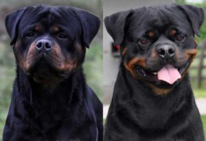 Discover Rottweiler Puppies for Sale Near You: A Comprehensive Guide