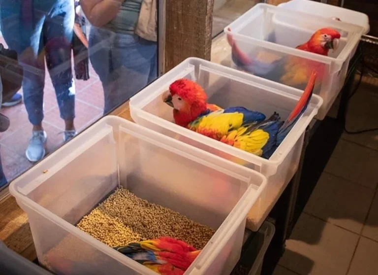 Pure Feather Aviaries: A Comprehensive Overview for New Owners