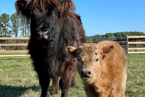 Top Tips for Buying a Mini Highland Cow: Your Complete Guide