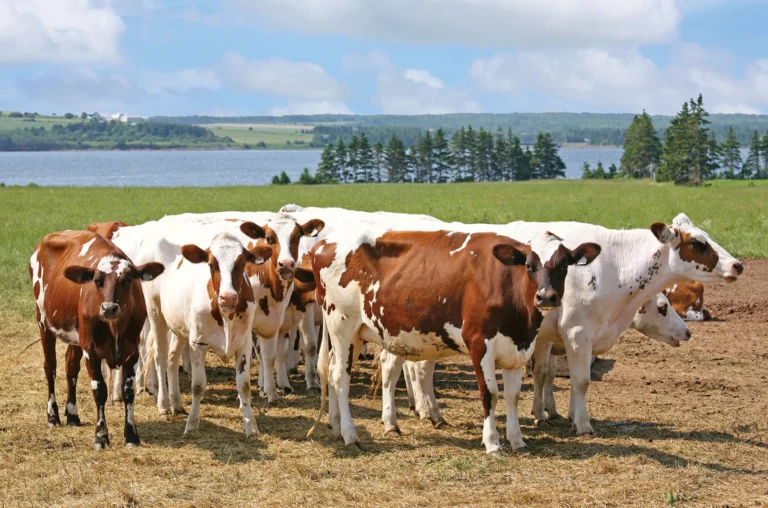 Ayrshire Cow: Why This Hardy Dairy Breed Is a Farmer’s Favorite