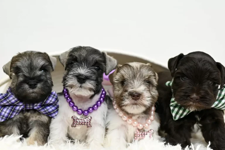 Miniature Schnauzer Puppies $400: Where to Find Affordable and Healthy Companions