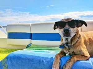 The Ultimate Guide to Luxury Pet Living: Top Trends in Luxury Pets