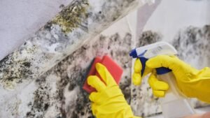 Atlanta Mold Remediation Pros: Top Tips for a Healthy Home