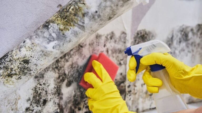 Atlanta Mold Remediation Pros: Top Tips for a Healthy Home