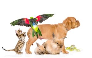Online Pet Shop — How to Choose the Best Online Store for Your Pet’s Needs